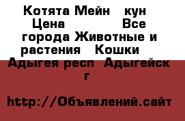 Котята Мейн - кун › Цена ­ 19 000 - Все города Животные и растения » Кошки   . Адыгея респ.,Адыгейск г.